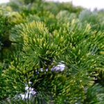 Artificial Pine Bonsai Tree – Dual Trunks - Green, 230 cm Detailed shots