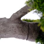Artificial Pine Bonsai Tree – Dual Trunks - Green, 230 cm Detailed shots