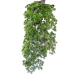 Artificial Pine Bonsai Tree – Dual Trunks - Green, 230 cm Detailed shots