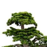 Artificial Pine Bonsai Tree – Dual Trunks - Green, 230 cm Detailed shots