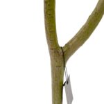 Artificial Olive Tree With Black Olives - Green, 120 cm Detailed shots black pot textured trunk olive leaves