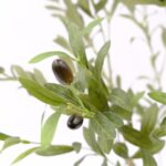 Artificial Olive Tree – Realistic Leaves With Black Olives - Green, 150 cm Detailed Shots black pot textured trunk