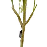 Artificial Olive Tree Green 160 cm Realistic trunk, Black pot Black olives Detailed images olive leaves