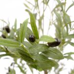 Artificial Olive Tree - Realistic Green Leafs & Black Olives - Green, 180 cm Black Pot Detailed shots textured trunk