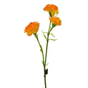 Dianthus Carnation - Orange, 60 cm
