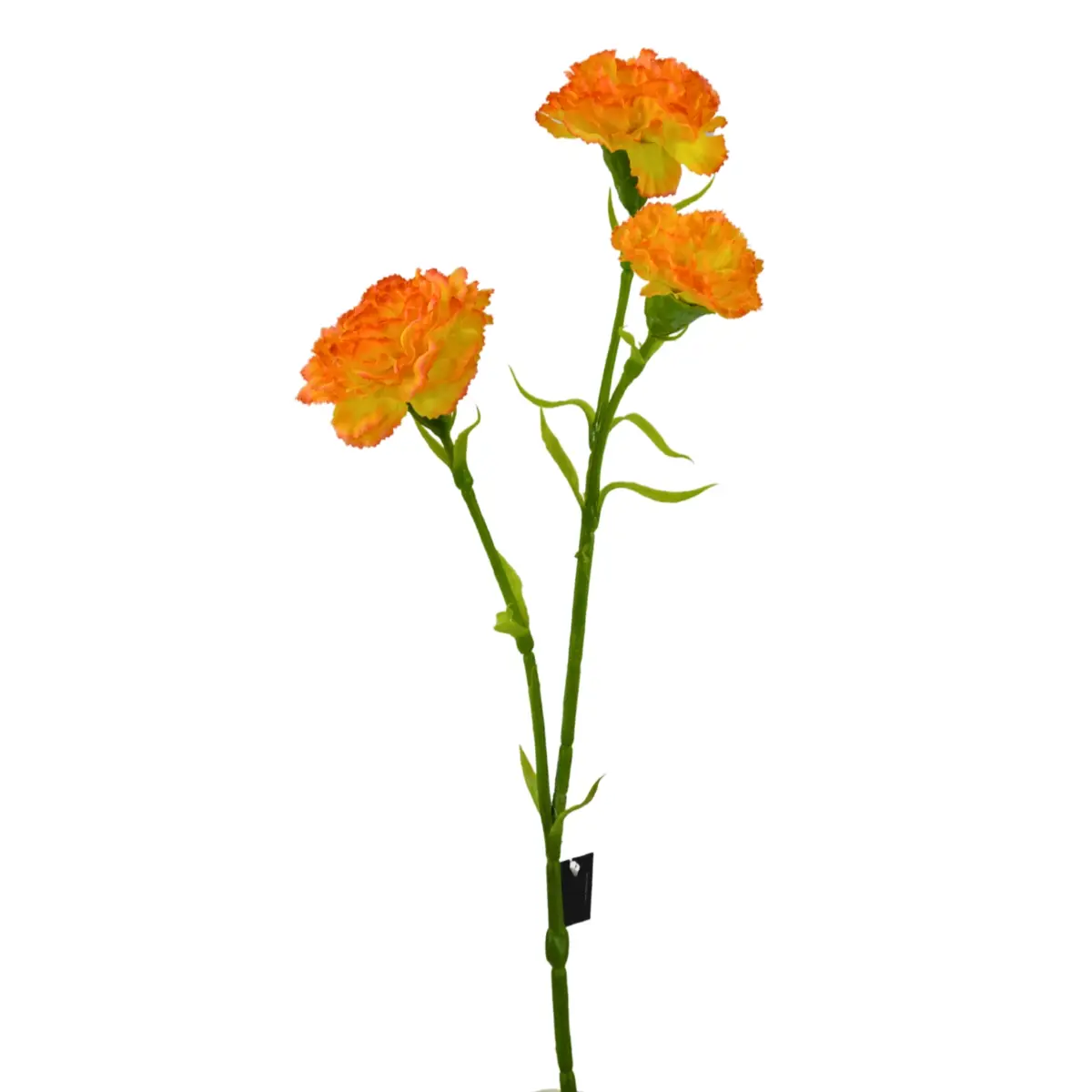 Dianthus Carnation - Orange, 60 cm