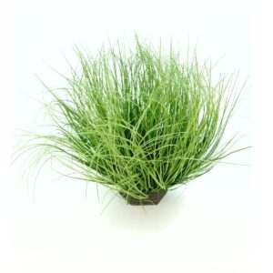 Onion Grass - Pe Foam - Green, 38 cm