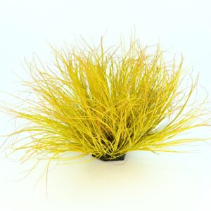 Onion Grass - Pe Foam - Yellow, 38 cm