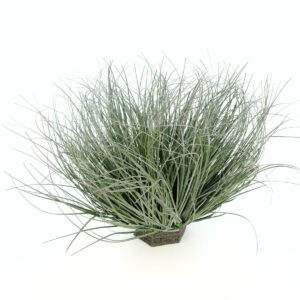 Onion Grass - Pe Foam - Dark Green - , 38 cm