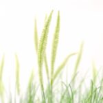 Dogtail Onion Grass 33 Head Pe Foam UV-Resistant- Green, white, 81 cm exterior plant detailed shot Dogtail flowers leaves