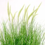 Dogtail Onion Grass 33 Head Pe Foam UV-Resistant- Green, white, 81 cm exterior plant detailed shot Dogtail flowers leaves