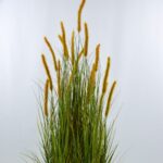 Dogtail Onion Grass 17 Head UV-Resistant Detailed shot
