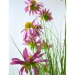 Chrysanth Onion Grass - 14 Head - Potted - Green, purple, 120 cm, Details shot, Flower leaves