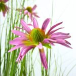 Chrysanth Onion Grass - 14 Head - Potted - Green, purple, 120 cm, Detailed Shot, Flower Leaves