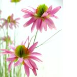 Chrysanth Onion Grass 14 Head UV-Resistant purple Flower Detailed shot