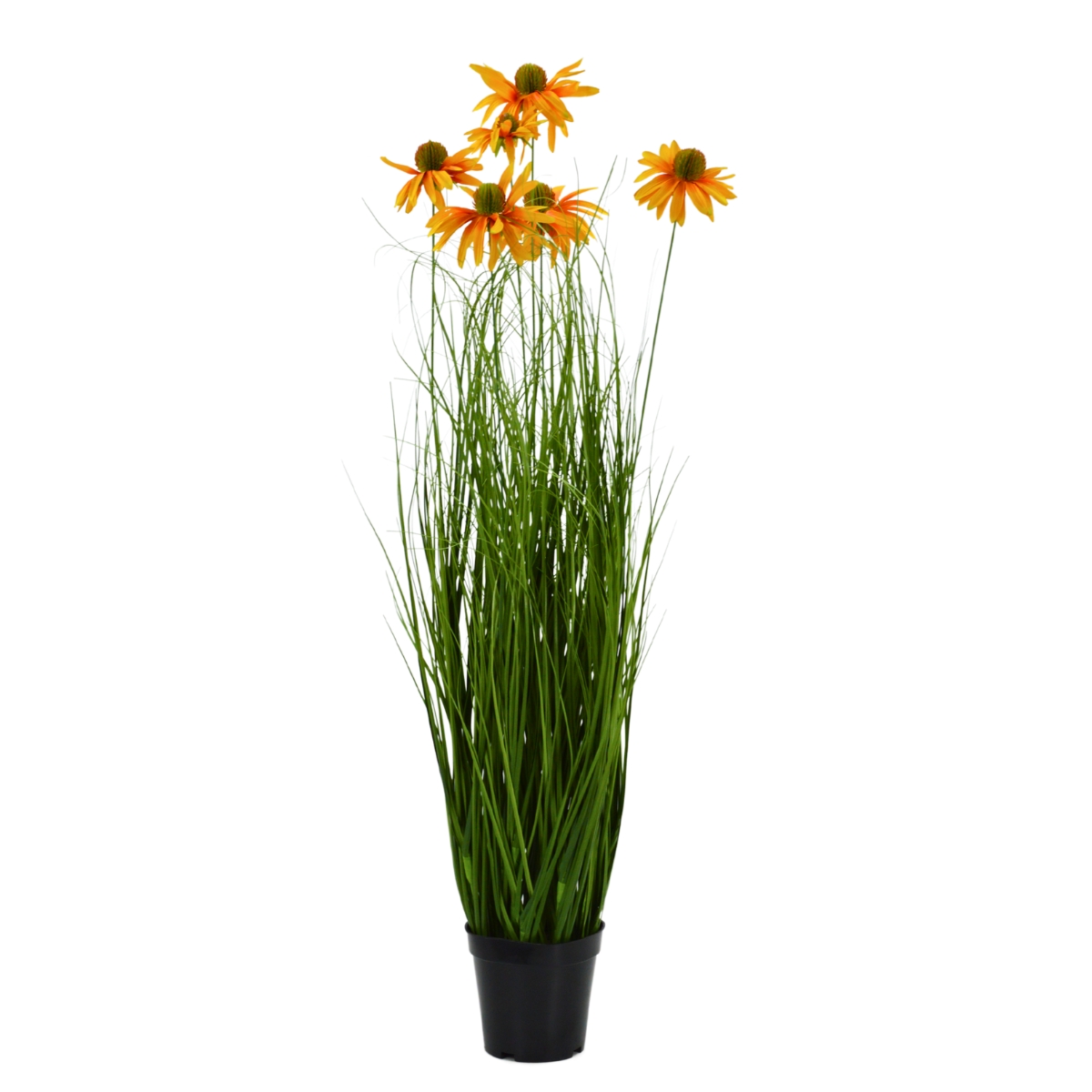 Chrysanth Onion Grass - 6 Head - Potted - Green, yellow, 100 cm