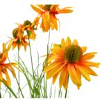 Chrysanth Onion Grass - 6 Head - Potted - Green, yellow, 100 cm, Details shot, flower leaves
