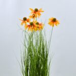 Chrysanth Onion Grass 6 Head Potted Yellow Flower detailed shot