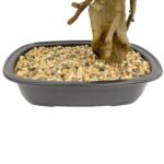 Artificial Cypress Bonsai Tree Textured Trunk In Black Pot Pebbles 68 cm Detailed images cypress leaves