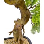 Artificial Cypress Bonsai Tree Textured Trunk In Black Pot Pebbles 68 cm Detailed images cypress leaves