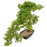 Artificial Cypress Bonsai Tree Textured Trunk In Black Pot Pebbles 68 cm Detailed images cypress leaves