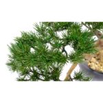 Artificial Japanese Pine Bonsai Tree Black pot Pebbels Detailed shot