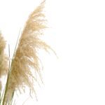 Artificial Pampas Reed Grass Potted UV-Resistant Detailed images Pampas Exterior Plant