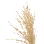 Artificial Pampas Reed Grass Potted UV-Resistant Detailed images Pampas Exterior Plant